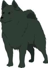 Schipperke Dog Colored Vector Illustration