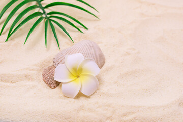 Tropical Flower Plumeria Alba (White Frangipani) and Shell on the Fake Sandy Beach Copy Space