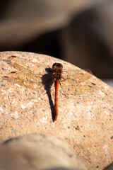 Libelle am sonnebaden