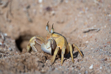 Ghost crab near a burrow dug in loose sand on the beach. Fauna of the Red Sea.