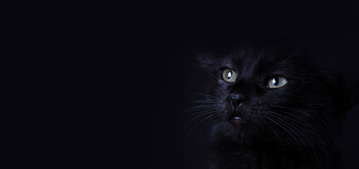 scared black cat, stop animal abuse concept, panoramic layout
