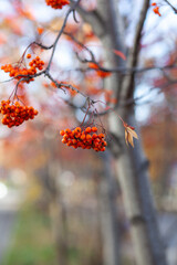 Berries of mountain ash branches are red on a blurry autumn background. Autumn harvest still life scene. Soft focus backdrop photography. Copy space.