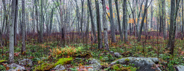 Fototapeta premium Autumn National Forrest 