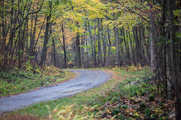 Curvey Road in Autumn 