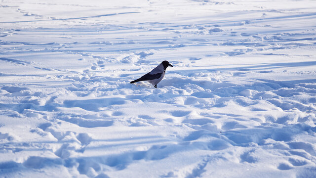 Lonely crow in winter snow drifts on a sunny day