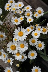 Pretty white and yellow daisies in pot