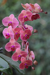The beauty of a moth orchid in full bloom. This beautiful flower has the scientific name Phalaenopsis sp. 
