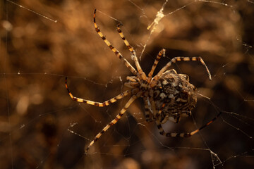 Lobed Argiope female spider in the early morning light. Algarve Portugal. © JackUli