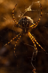 Lobed Argiope female spider in the early morning light. Algarve Portugal. © JackUli