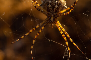 Lobed Argiope female spider in the early morning light. Algarve Portugal. © JackUli