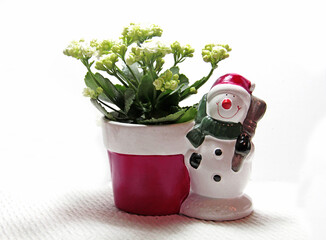 kalanchoé pour Noël