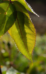 Morning dew on the rose's petals. Algarve Portugal. 