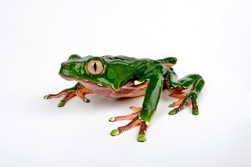 Giant monkey frog // Riesenmakifrosch (Phyllomedusa bicolor) 