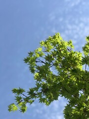 green leaves against blue sky