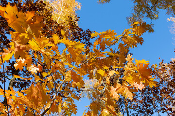 Yellow maple tree leaves in the autumn time. 