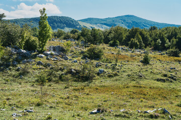 Fototapeta na wymiar Bushes in the grasslands of the Croatian mountains.