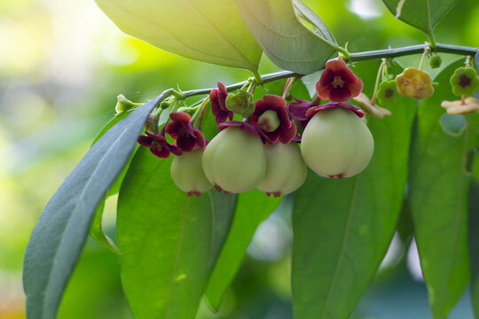 Fruits of Sauropus androgynus on tree in the garden is a vegetable and Thai  herb.