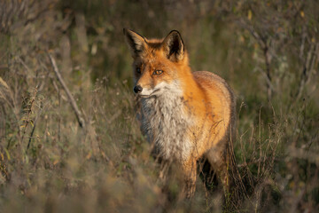 Red fox (Vulpes vulpes) in natural autumn environment. Amsterdamse waterleiding duinen in the Netherlands.                                