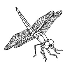 A black and white sketch of a dragonfly with wings spread. Vector illustration