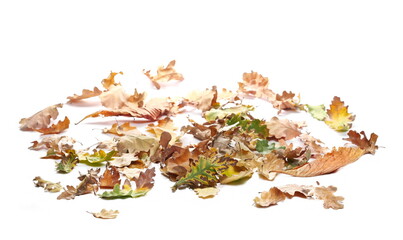 Pile colorful oak leaves in autumn isolated on white background and texture, side view