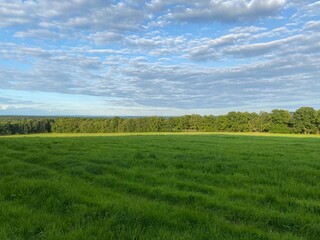 green field and blue sky