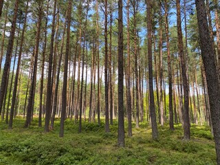 Fototapeta premium trees in the forest