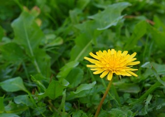 Yellow dandelion closeup with grass