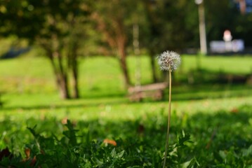 White Dandelion with grass