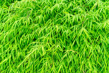 Bamboo leaf pattern for background