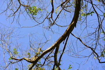 Tree's branches with blue sky