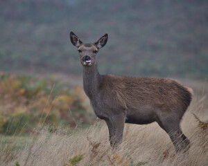 Red deer calf standing in long grass.