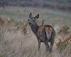 Red deer calf standing in long grass.