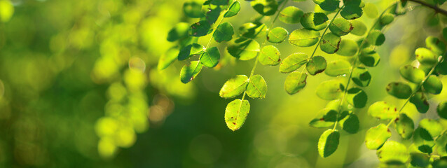 Light green, sunny background with sprigs of leaves - 466134939
