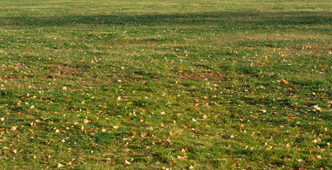 Lawn with green grass covered with fallen varicolored leaves in autumn day
