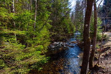 stream in the forest, Lørenskog, Norway