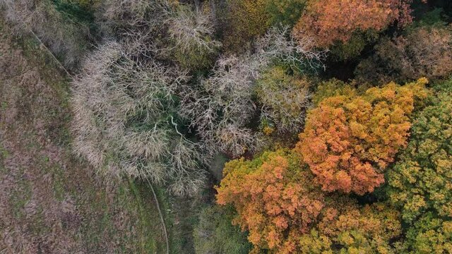 Different vibes of autumn,  Autumn Forest Bird's Eye View, Air 2S Drone Footage - Bird's Eye View, stuning sinematic drone  footage 