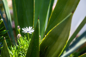 grass with dew drops
