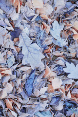 background of frozen autumn leaves on  ground