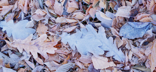 background of frozen autumn leaves on  ground