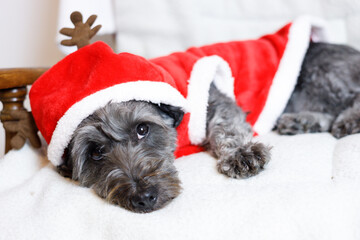 Dog in christmas costume lying on a couch
