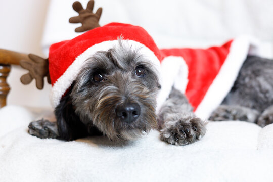 Dog In Christmas Costume Lying On A Couch