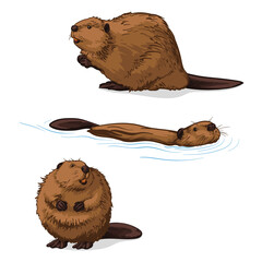 Beaver, isolated on a white background. Color vector illustration of a beavers. © Vasili