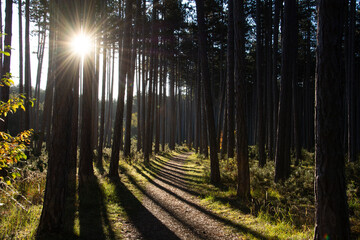 Lange Schatten im herbstlichen Föhrenwald