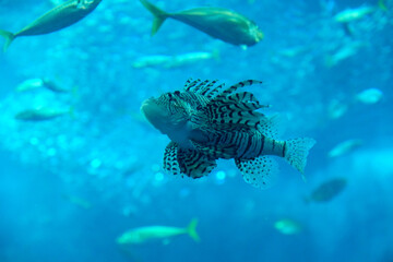 水中を自由気ままに泳ぐハナミノカサゴ