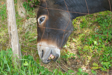 Naklejka premium Portrait of domestic young brown with a white muzzle Donkey. ANimal grazing on the pasture near metal fence. Closeup image in summer sunny day
