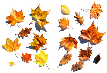 Autumn leaves on white background, on sunlight