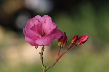 Nerium oleander blossom