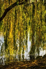 Autumn sketch, hanging branches of weeping willow at lake © Gabdulvachit