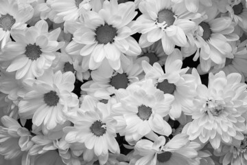 white chrysonthemes close-up in a bouquet for an abstract background of monochrome tone