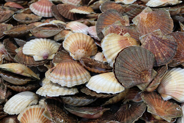 Coquilles Saint-Jacques fraîches en gros plan